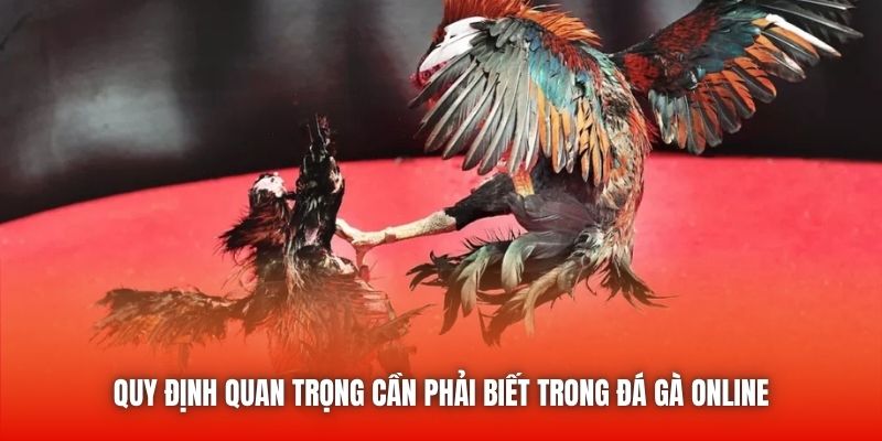 Quy định quan trọng cần phải biết trong đá gà online