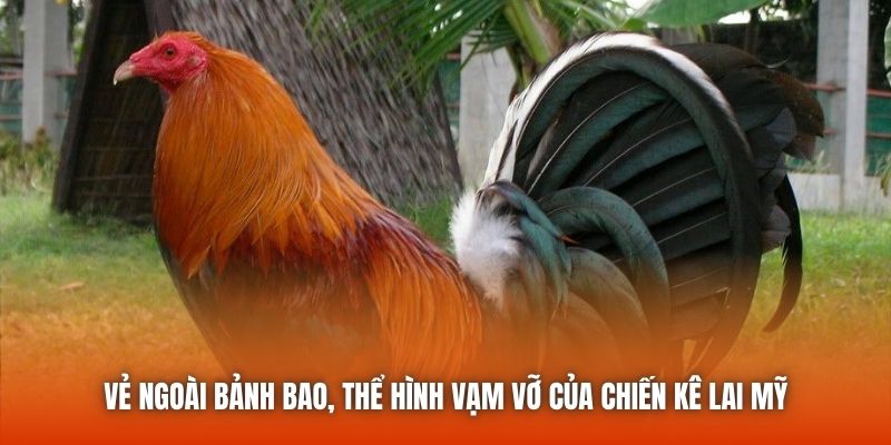 Vẻ ngoài bảnh bao, thể hình vạm vỡ của chiến kê lai Mỹ
