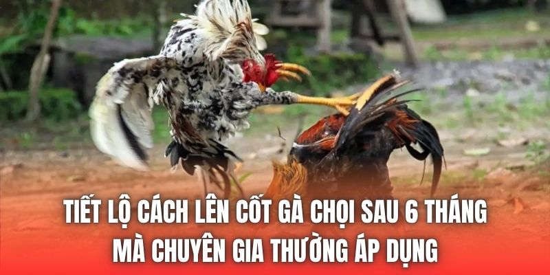 Tiết lộ cách lên cốt gà chọi sau 6 tháng mà chuyên gia thường áp dụng